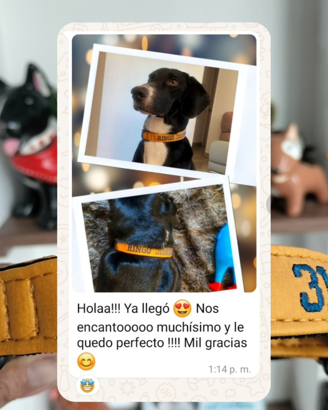 testimonio collar
